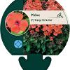 Phlox (P) 'Orange Perfection' Pot 9 cm