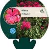 Phlox (P) 'Starfire' Pot 9 cm