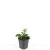 Aster ageratoides 'Asran' Pot 9 cm