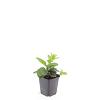 Aster ageratoides 'Asran' Pot 9 cm