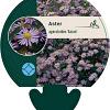 Aster ageratoides 'Asran' Pot 9 cm