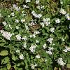 Aster ageratoides 'Asran' Pot 9 cm