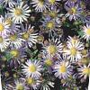 Aster ageratoides 'Asran' Pot 9 cm