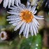 Aster ageratoides 'Stardust' Pot 9 cm