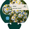 Aster ageratoides 'Stardust' Pot 9 cm