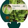 Polypodium vulgare Pot 9 cm