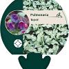 Pulmonaria 'Majesté' Pot 9 cm