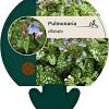 Pulmonaria officinalis Pot 9 cm