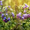 Pulmonaria officinalis Pot 9 cm