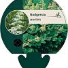 Rodgersia aesculifolia Pot 9 cm