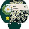 Aster alpinus 'Albus' Pot 9 cm