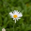 Aster alpinus 'Albus' Pot 9 cm