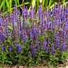Salvia nemorosa Sensation Deep Blue Pot 9 cm