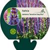 Salvia nemorosa Sensation Deep Blue Pot 9 cm