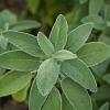 Salvia officinalis Pot 9 cm
