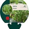 Salvia officinalis Pot 9 cm