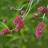 Sanguisorba minor Pot 9 cm