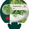 Sanguisorba minor Pot 9 cm