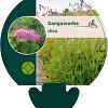 Sanguisorba obtusa Pot 9 cm