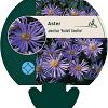 Aster amellus 'Rudolf Goethe' Pot 9 cm