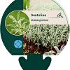Santolina chamaecyparissus Pot 9 cm