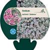 Sedum cauticola 'Lidakense' Pot 9 cm