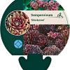 Sempervivum 'Silberkarneol' Pot 9 cm