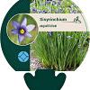 Sisyrinchium angustifolium Pot 9 cm
