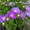 Stokesia laevis Pot 9 cm