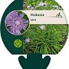 Stokesia laevis Pot 9 cm