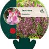 Teucrium chamaedrys Pot 9 cm