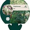 Thalictrum 'Elin' Pot 9 cm