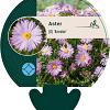 Aster (D) 'Anneke' Pot 9 cm
