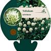 Trifolium ochroleucon Pot 9 cm