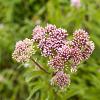 Valeriana officinalis Pot 9 cm