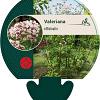 Valeriana officinalis Pot 9 cm
