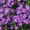 Aster frikartii 'Jungfrau' Pot 9 cm