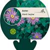 Aster frikartii 'Jungfrau' Pot 9 cm