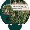 Veronicastrum virg. 'Pink Glow' Pot 9 cm