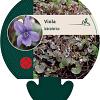Viola labradorica Pot 9 cm