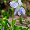Viola sororia 'Freckles' Pot 9 cm