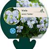 Viola sororia 'Freckles' Pot 9 cm