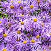 Aster frikartii 'Mönch' Pot 9 cm