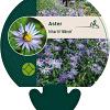Aster frikartii 'Mönch' Pot 9 cm