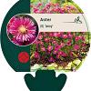 Aster (D) 'Jenny' Pot 9 cm