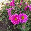 Aster (D) 'Jenny' Pot 9 cm