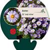 Aster (D) 'Lady in Blue' Pot 9 cm