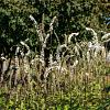 Actaea japonica 'Cheju-do' Pot 9 cm