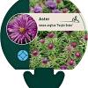 Aster n.-a. 'Purple Dome' Pot 9 cm