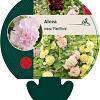 Alcea rosea 'Pleniflora' (gemengd) Pot 9 cm